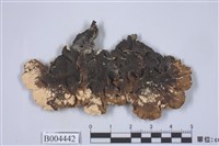 藏品(梅衣屬)的圖片